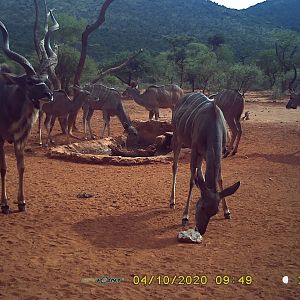 Kudu Trail Cam Pictures South Africa