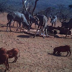 South Africa Kudu & Warthog Trail Cam Pictures