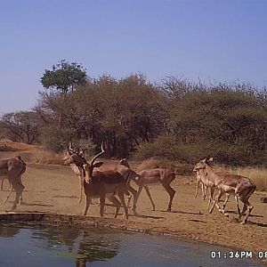 Trail Cam Pictures of Impala in South Africa