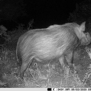 South Africa Trail Cam Pictures Bushpig