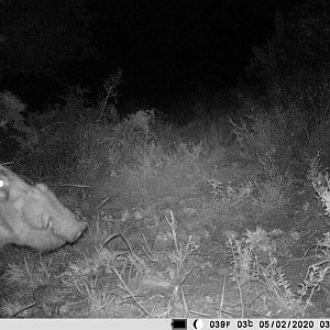 Trail Cam Pictures of Bushpig in South Africa