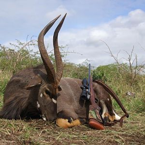 South Africa Hunting Nyala