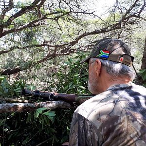 Red Duiker Hunting South Africa