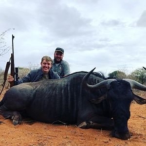 Hunt Blue Wildebeest in South Africa