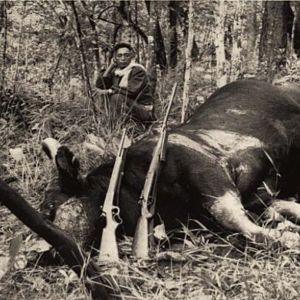 Gaur Hunt India