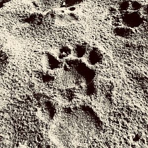 Leopard Track