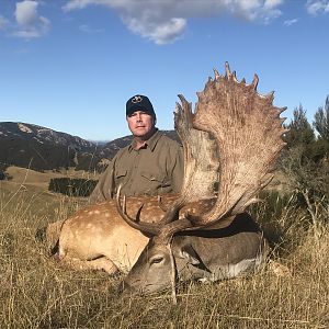 Fallow Deer Hunting New Zealand