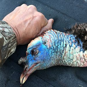 USA Hunt Turkey