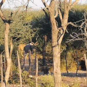 Kudu Rut in Botswana