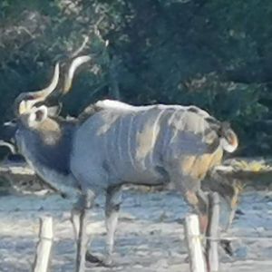 Kudu Rut in Botswana