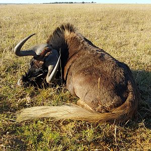 South Africa Hunt Black Wildebeest