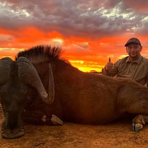 South Africa Hunt Black Wildebeest