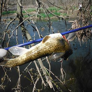 Bowfishing Carp in USA