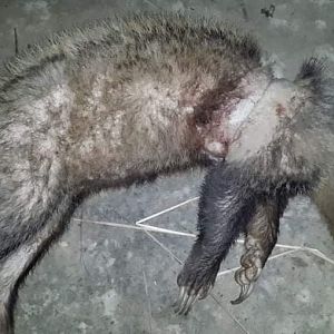 Civet Cat Hunt Bangladesh