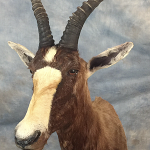 Blesbok Shoulder Mount Taxidermy