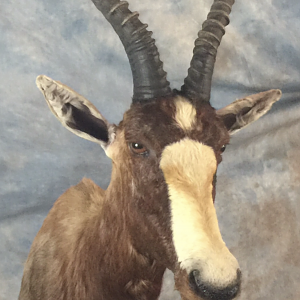 Blesbok Shoulder Mount Taxidermy