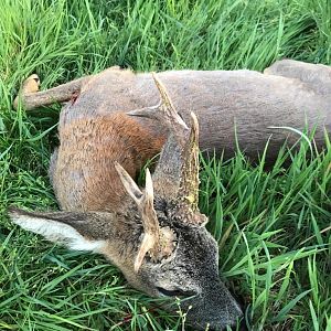 Hunt Roe Deer in Germany