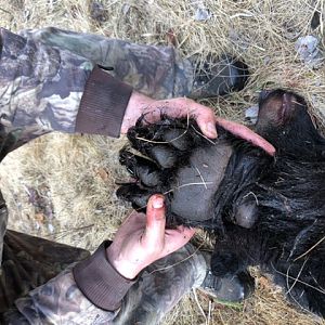 USA Hunting Black Bear