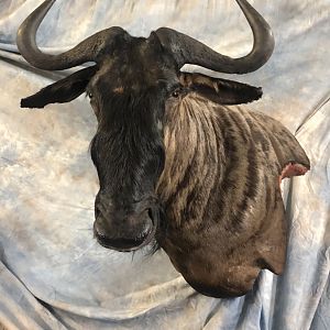 Custom Blue Wildebeest Wall Pedestal Taxidermy