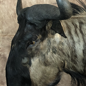 Custom Blue Wildebeest Wall Pedestal Taxidermy