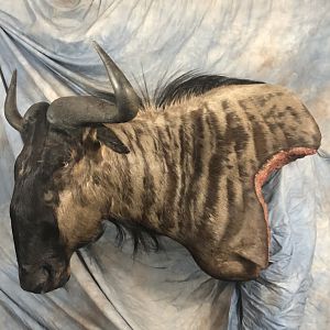 Custom Blue Wildebeest Wall Pedestal Taxidermy