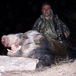 Bushpig Hunting South Africa