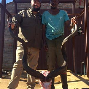 South Africa Hunt Kudu