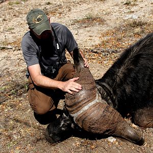 South Africa Hunt Cape Buffalo