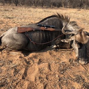 Hunt Blue Wildebeest in South Africa