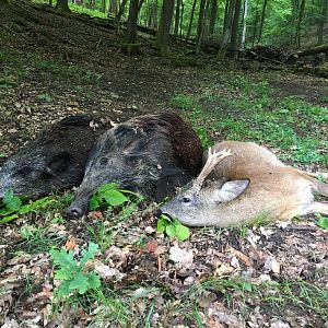 Hogs & Roe Buck Hunting Germany