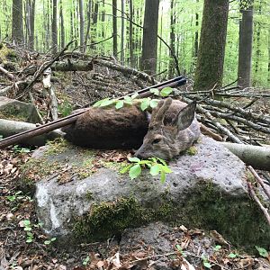 Germany Hunting Roe Buck