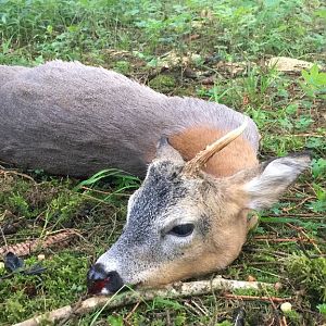 Roe Buck Hunt Germany