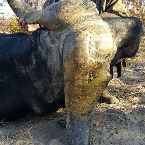 Hunting Buffalo in Namibia