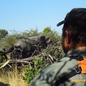 Elephant in Namibia