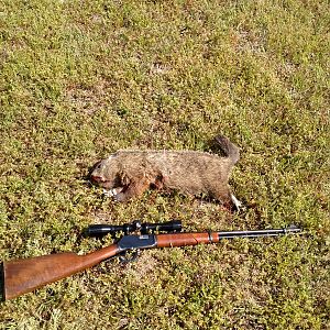 USA Hunt Groundhog