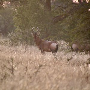 Sunrise and Red hartebeest