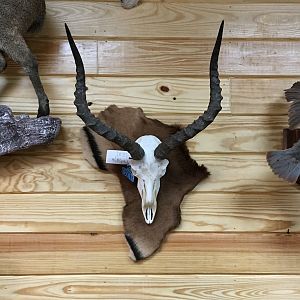 Impala African European Mount Taxidermy