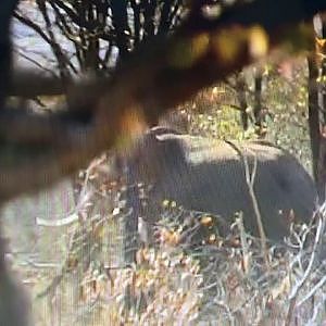 Elephant Hunt with Spear Safaris