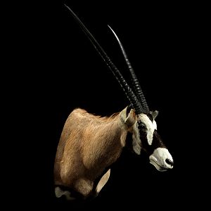 Gemsbok Shoulder Mount