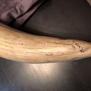 Reproduction Elephant Tusks Taxidermy