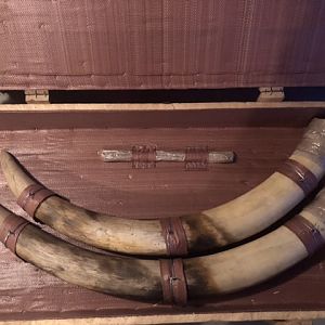 Tusks Packed in Crate