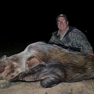 Hunting Bushpig in South Africa