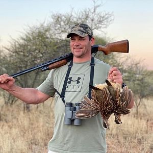 South Africa Hunting Sandgrouse