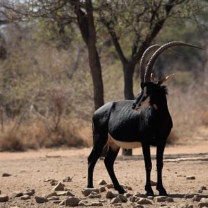 Sable South Africa