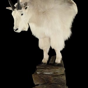 Mountain Goat Pedestal Mount