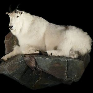 Mountain Goat Laying on Rock