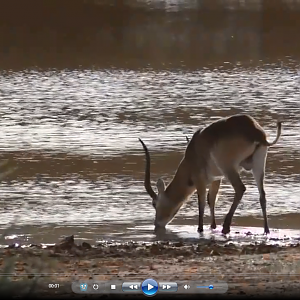 Hunting in South Africa