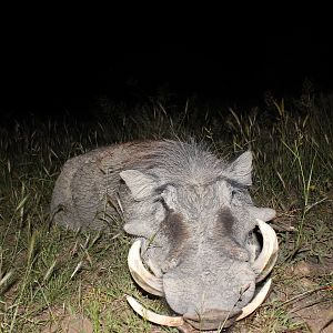 Good old Warthog taken with the bow