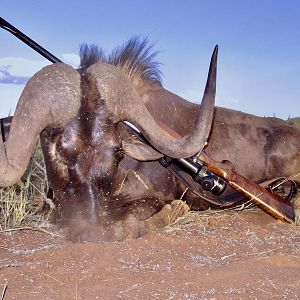 Black Wildebeest with a beautiful spread