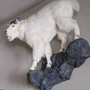 Mountain Goat Full Mount Taxidermy